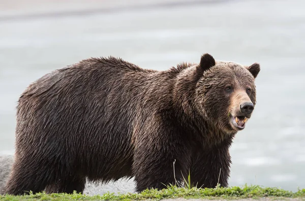 Urso Pardo Selvagem Animal Natureza Fauna — Fotografia de Stock