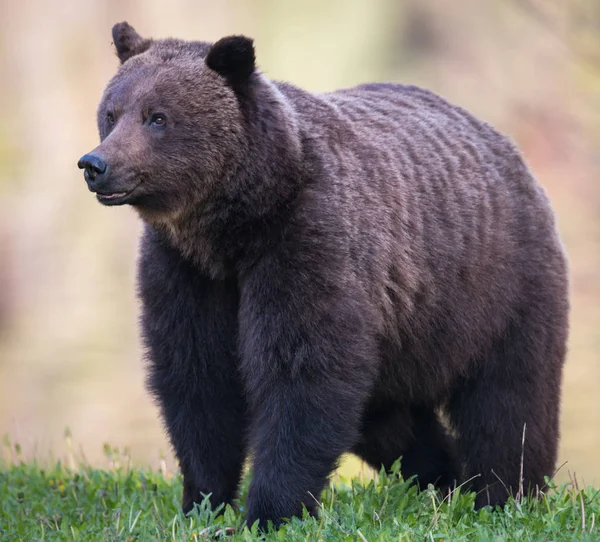 Бурый Медведь Дикой Природе Животное Природа Фауна — стоковое фото