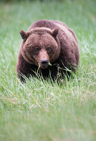 Grizzly Bear Wild Animal Nature Fauna — Stockfoto