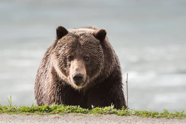 Urso Pardo Selvagem Animal Natureza Fauna — Fotografia de Stock