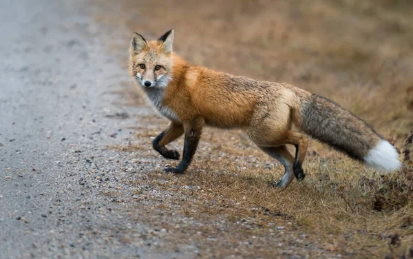 Raposa Vermelha Selvagem Animal Natureza Fauna — Fotografia de Stock