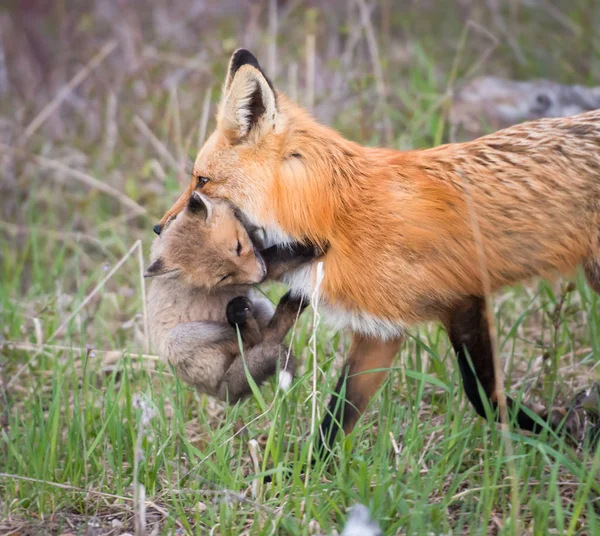 Raposas Vermelhas Animais Natureza Fauna Mãe Kit — Fotografia de Stock