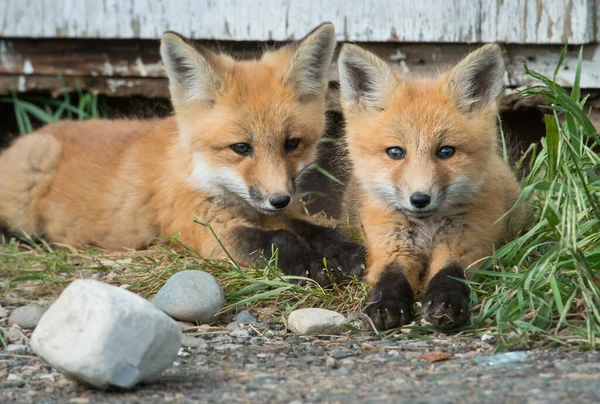 Red Fox Canada — Stock fotografie