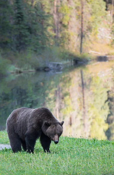 Orso Grizzly Selvatico Animale Natura Fauna — Foto Stock