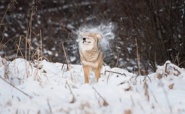 Kojot Wolności Zwierzaku Natura Fauna — Zdjęcie stockowe