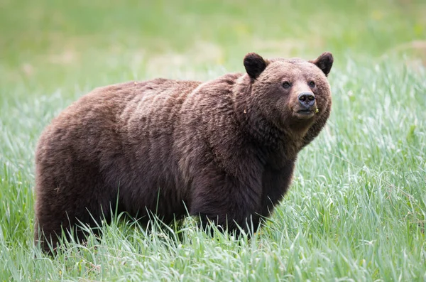 Divoký Medvěd Grizzly Zvíře Příroda Fauna — Stock fotografie