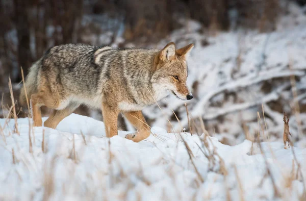 Vahşi Bir Çakal Hayvan Doğa Fauna — Stok fotoğraf