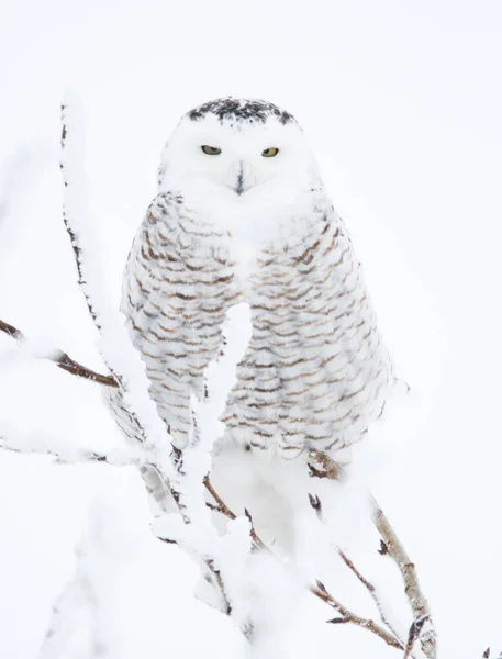 Owl Wild Animal Nature Fauna — Stock Photo, Image
