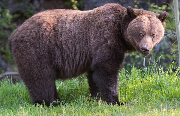 Divoký Medvěd Grizzly Zvíře Příroda Fauna — Stock fotografie