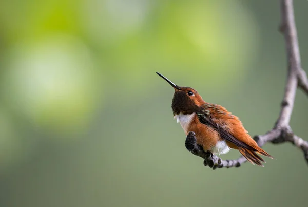 Kolibřík Divočině Ptáku Příroda Fauna — Stock fotografie