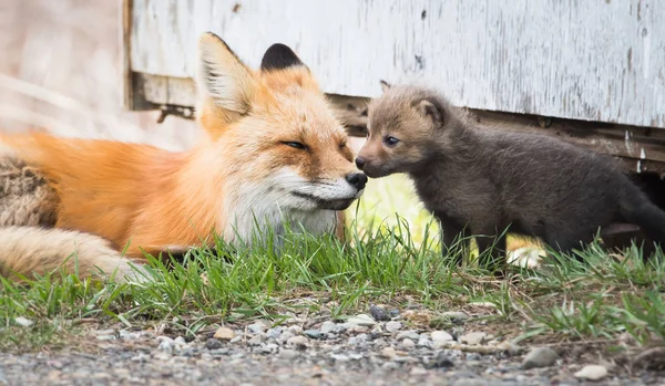 Kızıl tilkiler, hayvanlar. Doğa, fauna. Anne ve alet çantası.