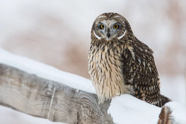 Sowa Dziczy Zwierzaku Natura Fauna — Zdjęcie stockowe