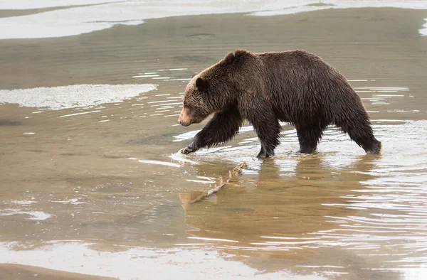 Urso Pardo Selvagem Animal Natureza Fauna — Fotografia de Stock