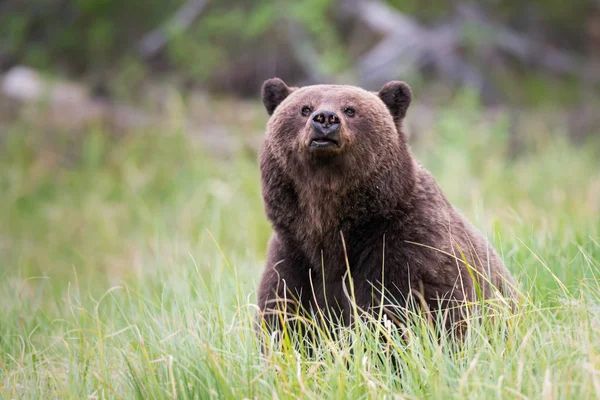 Grizzly Bear Wild Animal Nature Fauna — Stockfoto
