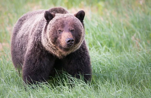 Divoký Medvěd Grizzly Zvíře Příroda Fauna — Stock fotografie