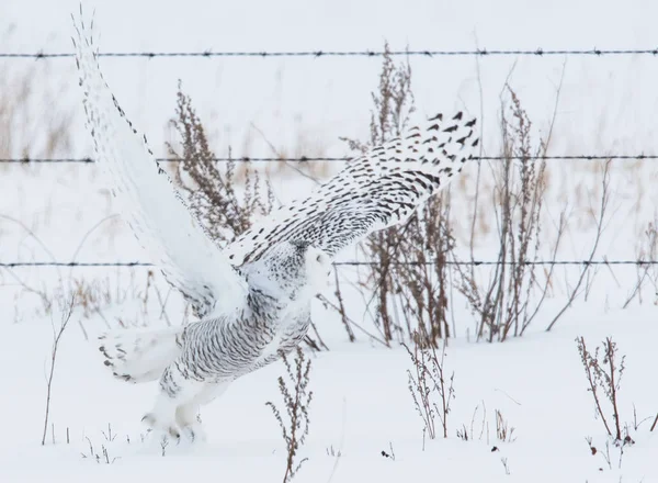 Sowa Dziczy Zwierzaku Natura Fauna — Zdjęcie stockowe