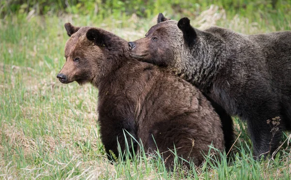 Grizzly Beren Het Wild Dieren Natuur Fauna — Stockfoto