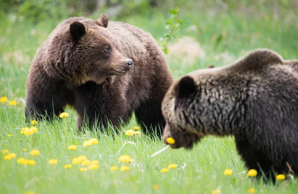 Grizzlys Freier Wildbahn Tiere Natur Fauna — Stockfoto