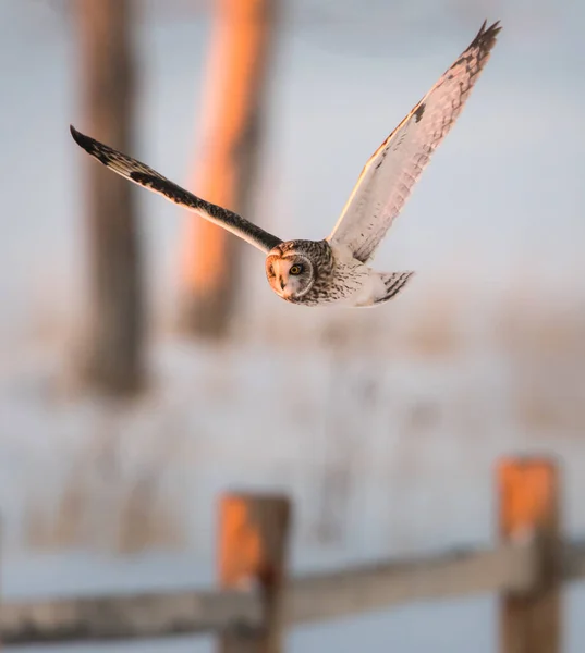 Uggla Vilt Tillstånd Fågel Natur Fauna — Stockfoto