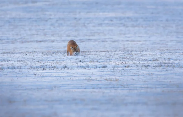 Röd Räv Djur Natur Fauna — Stockfoto