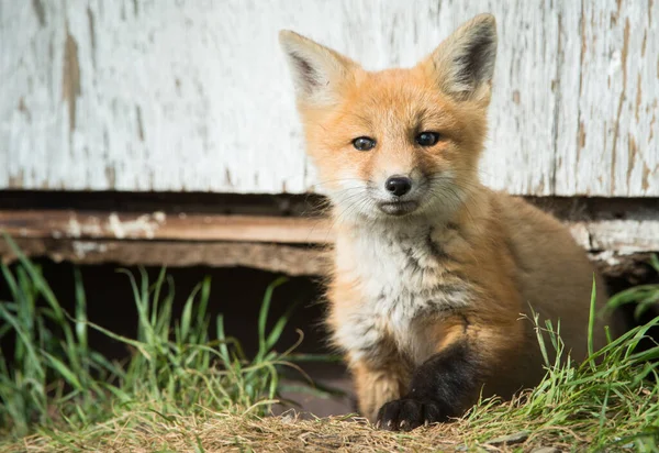 Red Fox Dziczy Zwierzaku Natura Fauna — Zdjęcie stockowe