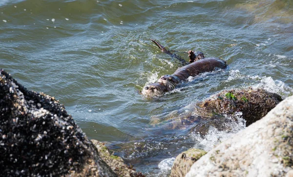 Las Nutrias Del Río Estado Salvaje Animales Naturaleza Fauna —  Fotos de Stock