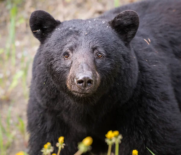 Ведмідь Дикій Природі Тварині Природа Фауна — стокове фото