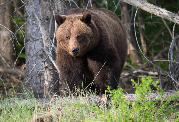 Urso Pardo Selvagem Animal Natureza Fauna — Fotografia de Stock