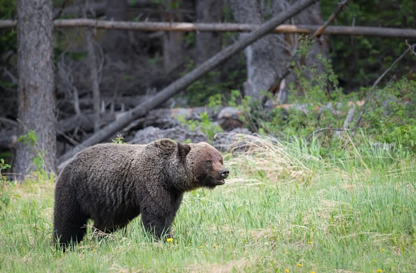 Divoký Medvěd Grizzly Zvíře Příroda Fauna — Stock fotografie