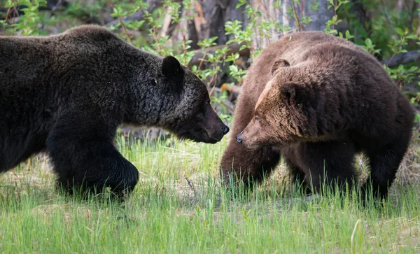 Osos Pardos Salvajes Animales Naturaleza Fauna — Foto de Stock