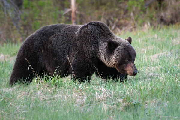 Divoký Medvěd Grizzly Zvíře Příroda Fauna — Stock fotografie