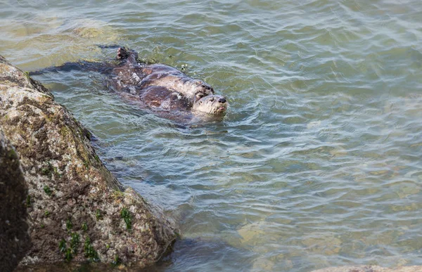 Las Nutrias Del Río Estado Salvaje Animales Naturaleza Fauna —  Fotos de Stock