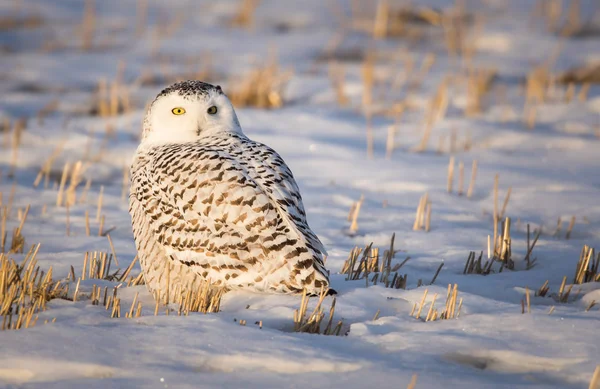 Uggla Vilt Tillstånd Djur Natur Fauna — Stockfoto