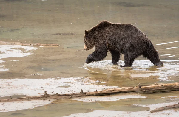 Orso Grizzly Selvatico Animale Natura Fauna — Foto Stock