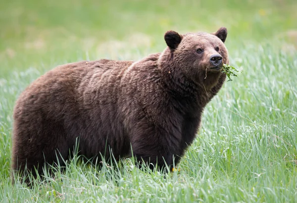 Vahşi Boz Ayı Hayvan Doğa Fauna — Stok fotoğraf