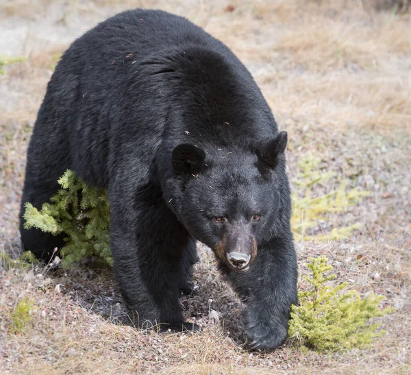 Černý Medvěd Divočině Zvíře Příroda Fauna — Stock fotografie