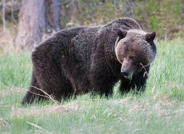 야생의 회색곰 동물상 — 스톡 사진