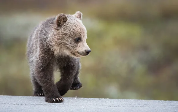Urso Pardo Animal Natureza Fauna — Fotografia de Stock