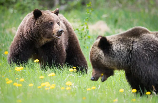 Grizzly Beren Het Wild Dieren Natuur Fauna — Stockfoto