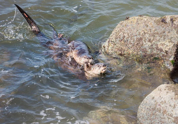 River Otters Estado Selvagem Animais Natureza Fauna — Fotografia de Stock