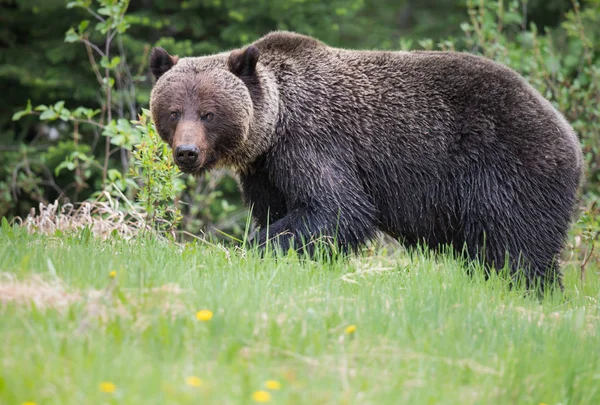 Orso Grizzly Selvatico Animale Natura Fauna — Foto Stock