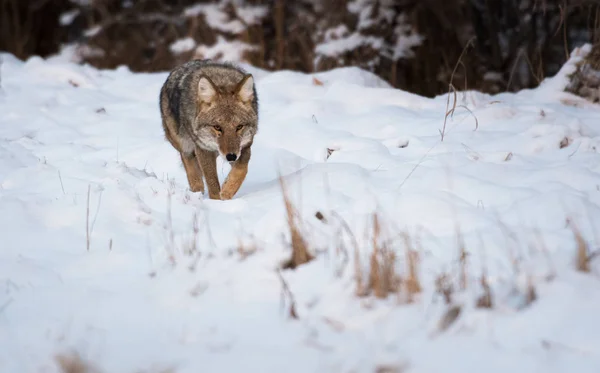 Kojote Freier Wildbahn Tier Natur Fauna — Stockfoto