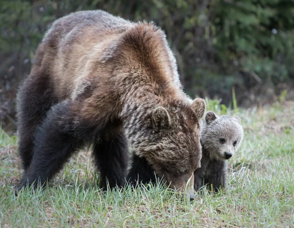 Медведи Гризли Диких Животных Природа Фауна — стоковое фото