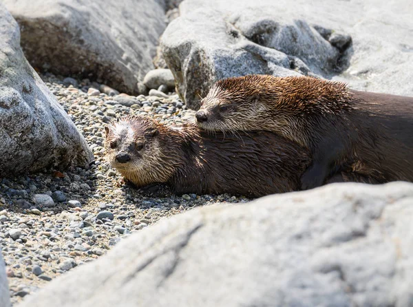 Flodutter Vilt Tillstånd Djur Natur Fauna — Stockfoto