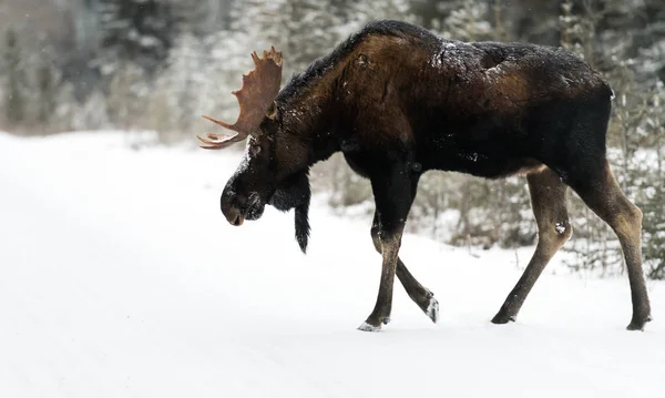 Alce Selvagem Animal Natureza Fauna — Fotografia de Stock