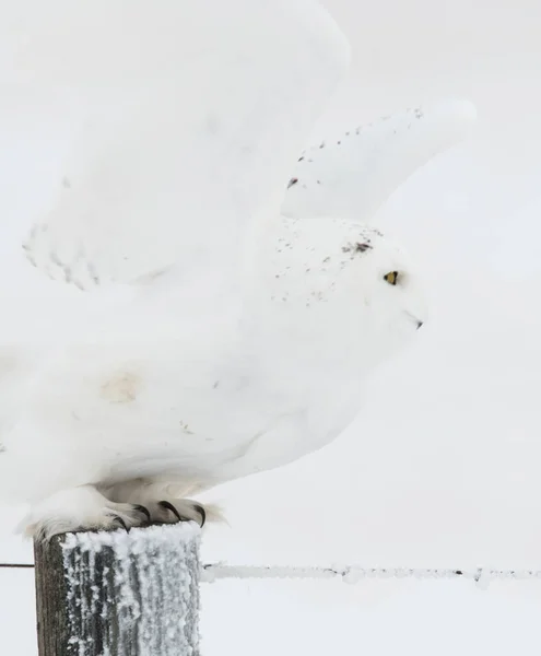 Vild Uggla Fågel Natur Fauna — Stockfoto
