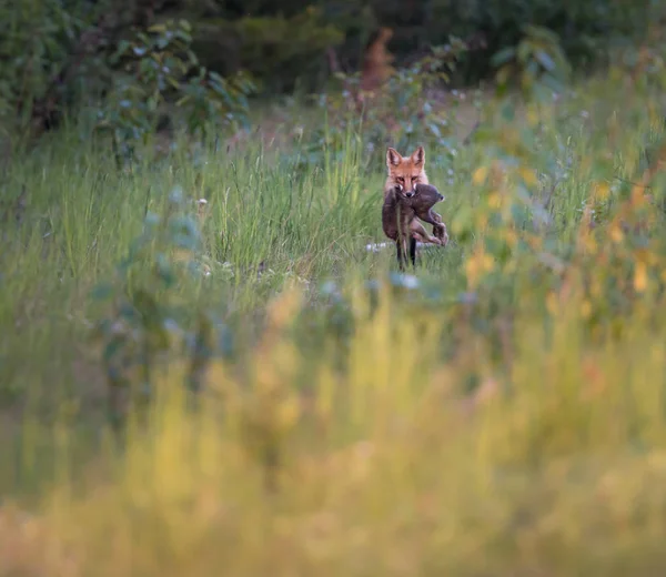 Rode Vos Dier Natuur Fauna — Stockfoto