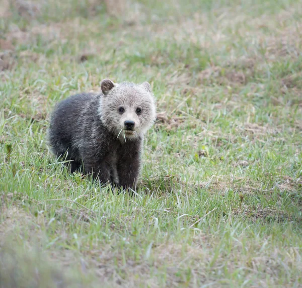 Urso Pardo Estado Selvagem Animal Natureza Fauna — Fotografia de Stock