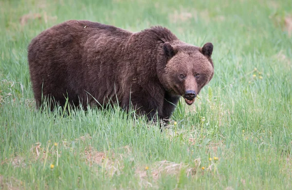 Divoký Medvěd Grizzly Zvíře Příroda Fauna — Stock fotografie