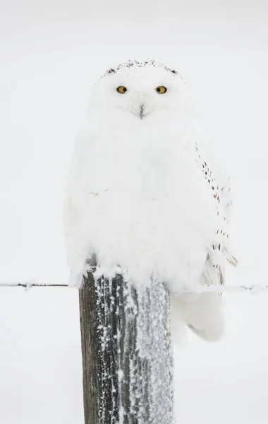 Wild Owl Bird Nature Fauna — Stock Photo, Image